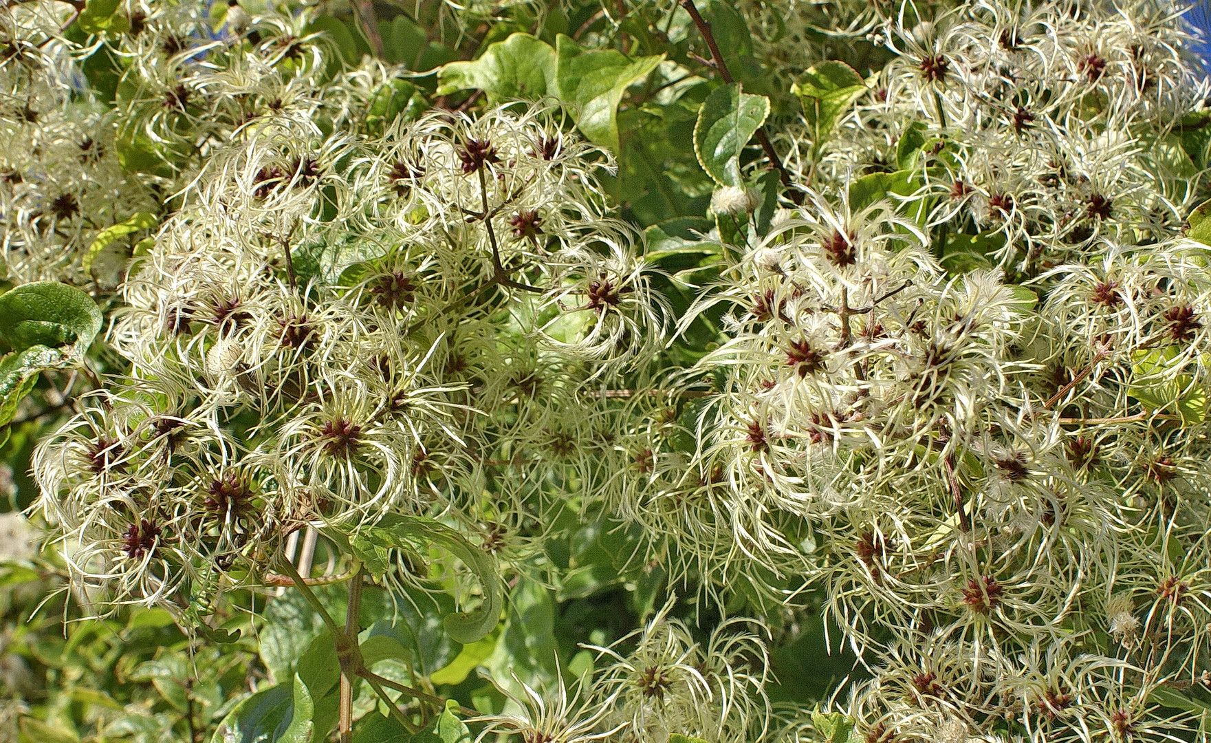 Clematis Sammenstand.