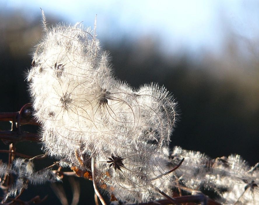 Clematis-Schnee