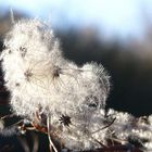 Clematis-Schnee