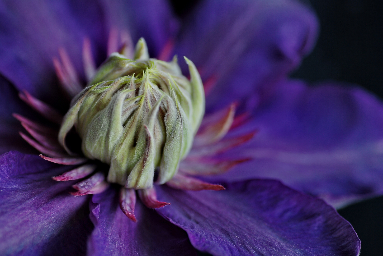 Clematis - sie erblüht