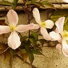 Clematis simple