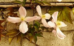 Clematis simple