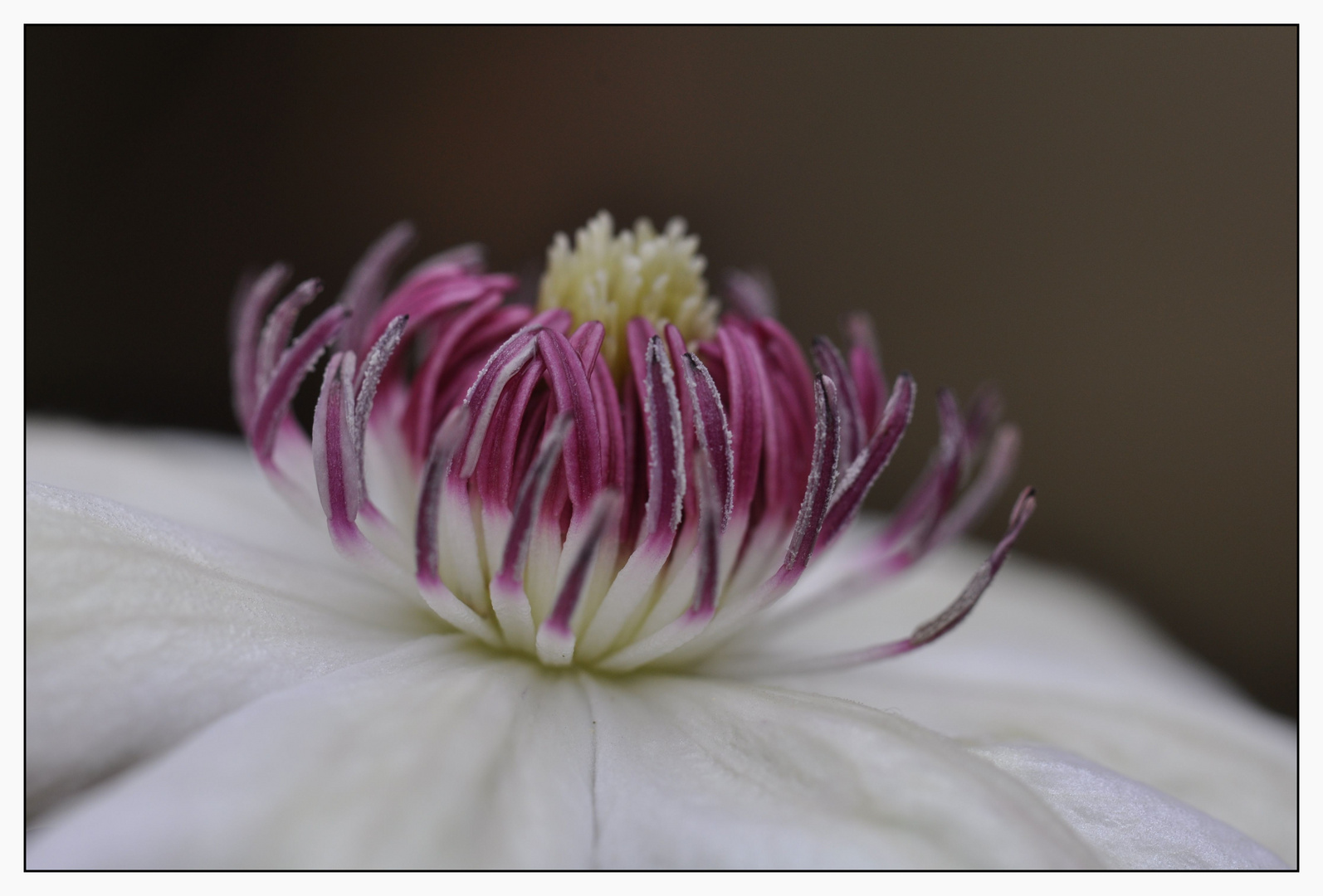 Clematis Snow Queen