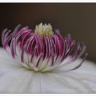 Clematis Snow Queen