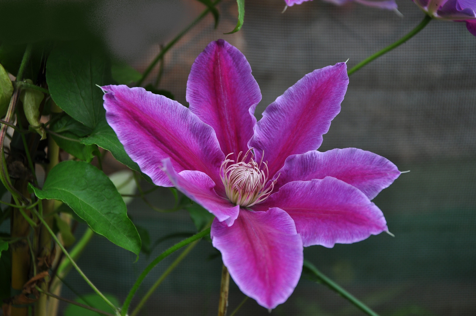 Clematis - Sonntagsgruß