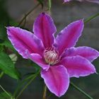 Clematis - Sonntagsgruß