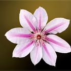 Clematis-Sorte „Nelly Moser“ 