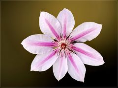 Clematis-Sorte „Nelly Moser“ 