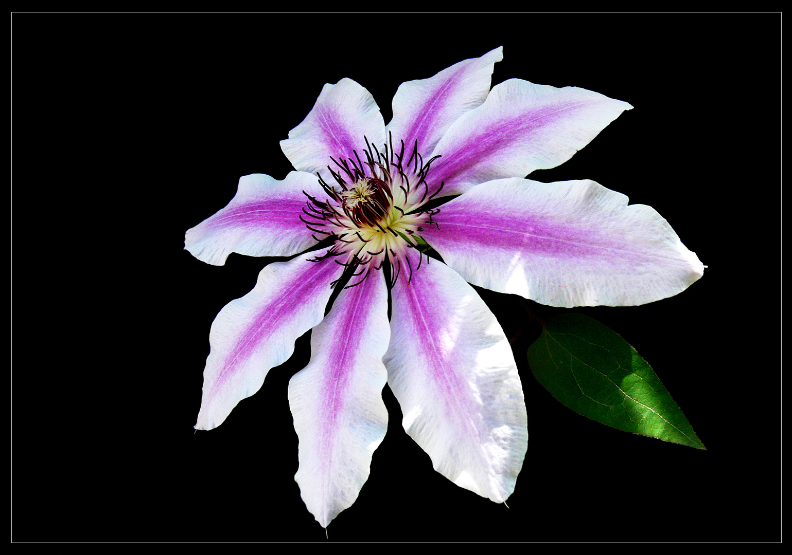Clematis-Sorte „Nelly Moser“ 