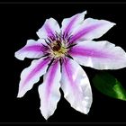 Clematis-Sorte „Nelly Moser“ 