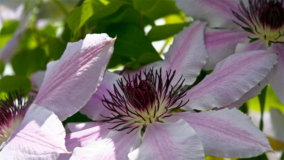 Clematis spec., Ranunculaceae, OOE Landesgartenschau, Vöcklabruck, OOE / A