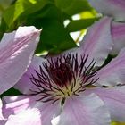 Clematis spec., Ranunculaceae, OOE Landesgartenschau, Vöcklabruck, OOE / A