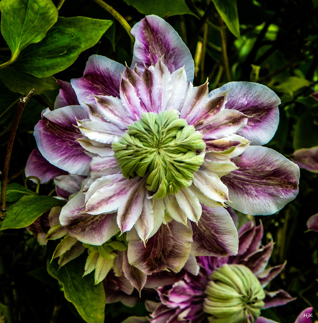 Clematis Spezial