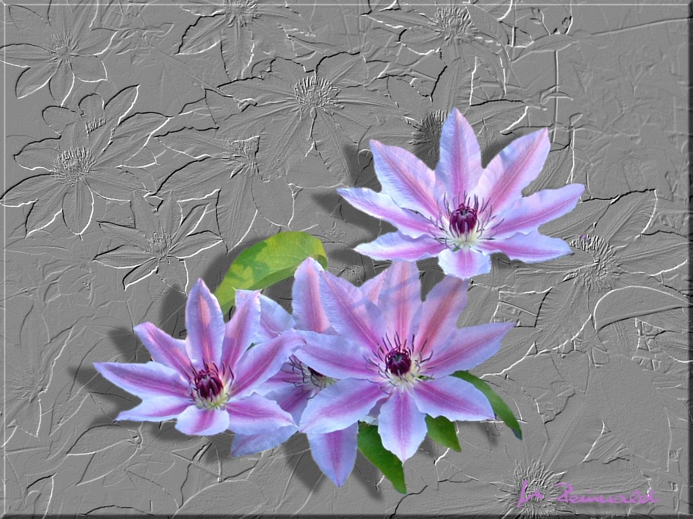 Clematis-Spielerei ;o)))