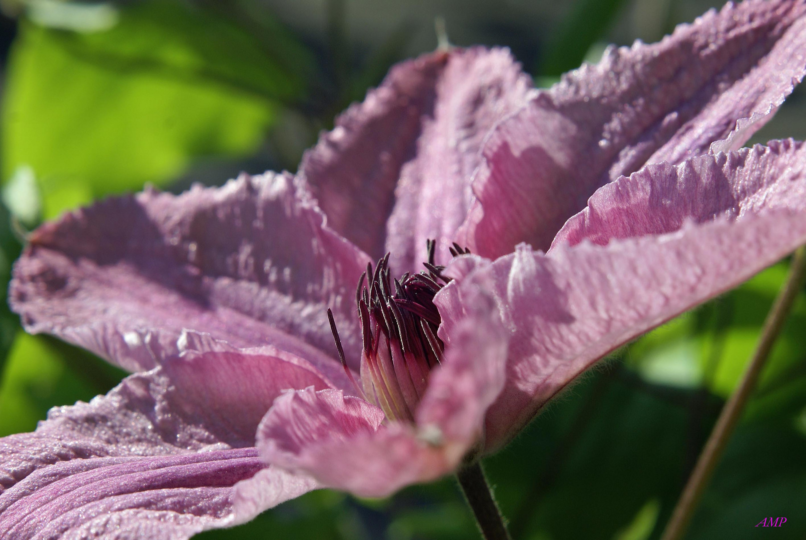 Clematis-Stern