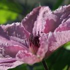 Clematis-Stern