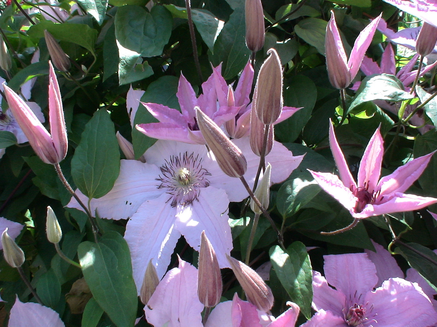 Clematis-Stern