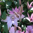 Clematis-Stern