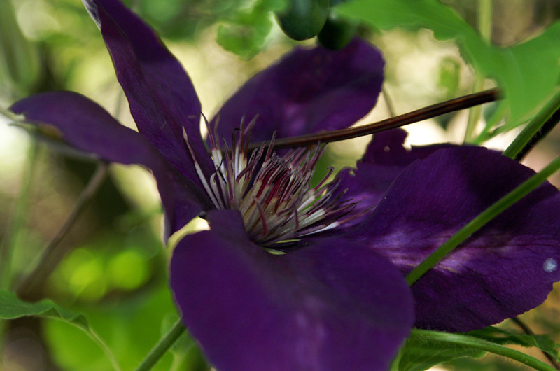 clematis test II