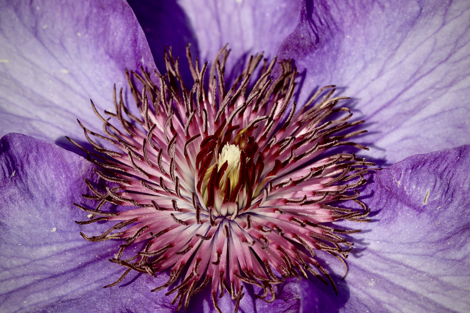 Clematis The President – Purple Creeper – Waldrebe