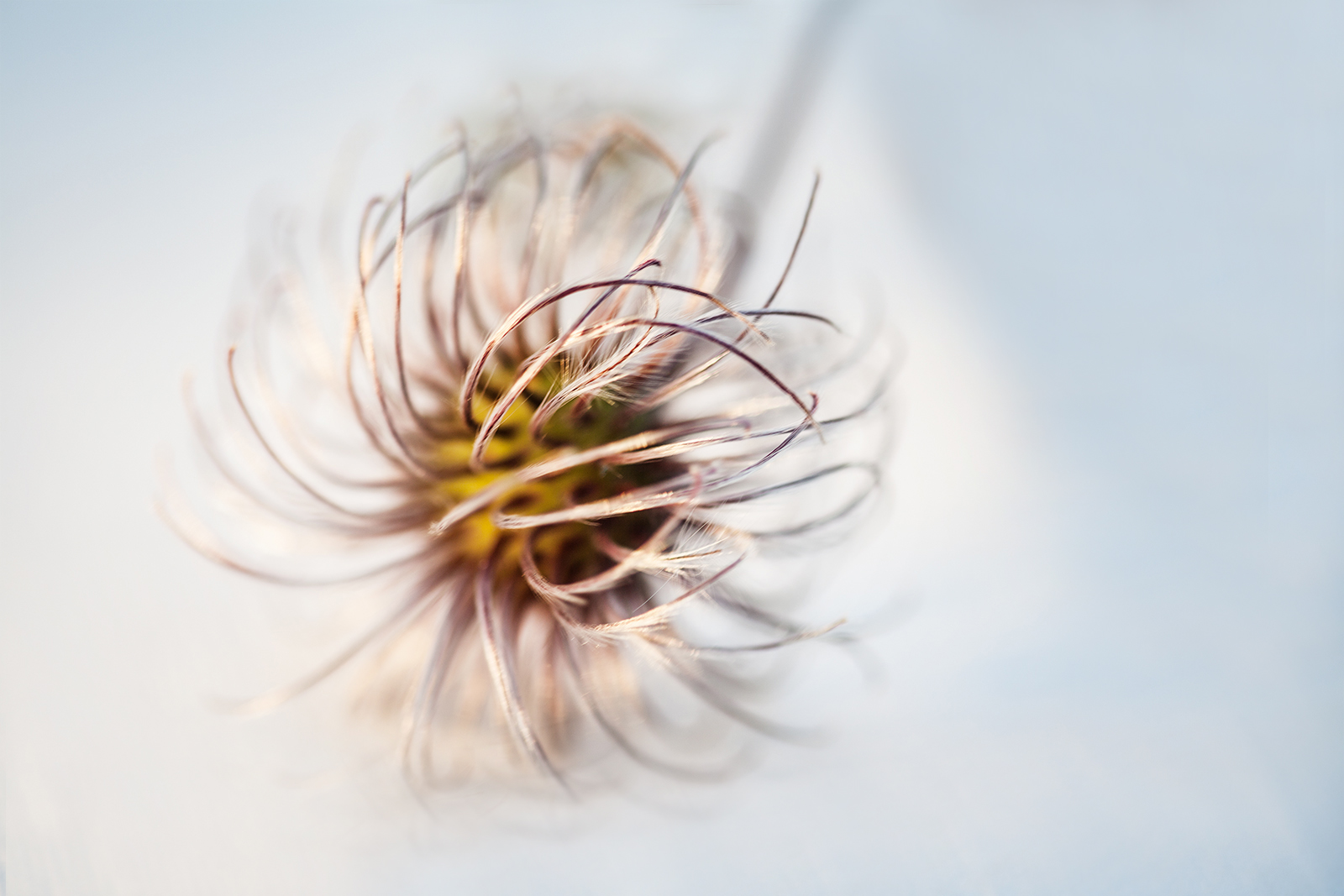 Clematis time