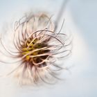 Clematis time