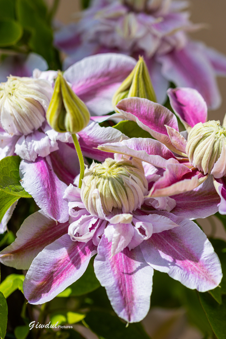 "Clematis-Traum"