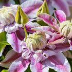 "Clematis-Traum"