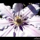 Clematis Traum