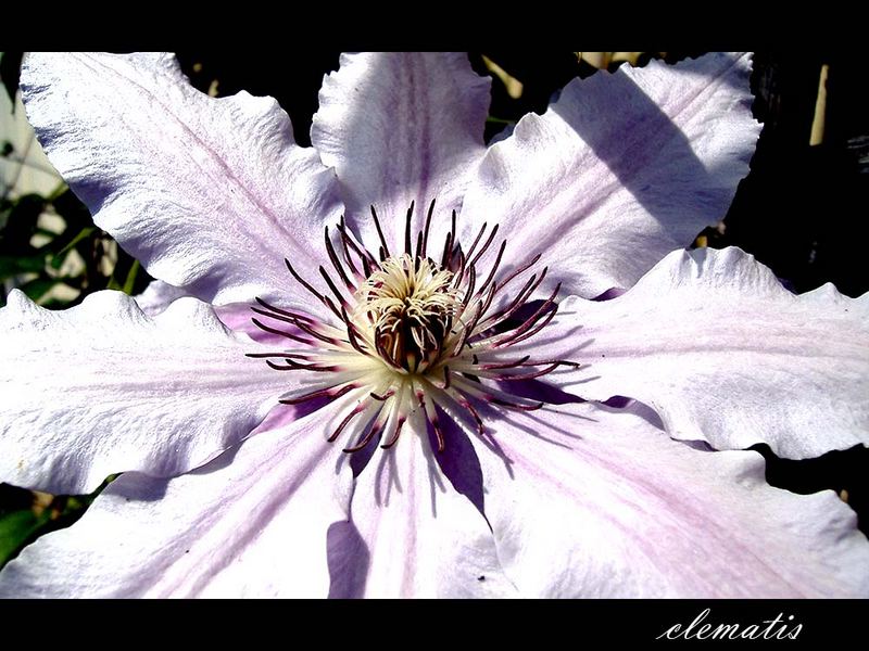 Clematis Traum