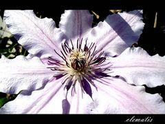 Clematis Traum