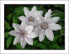 Clematis-Trio