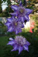 Clematis Trio