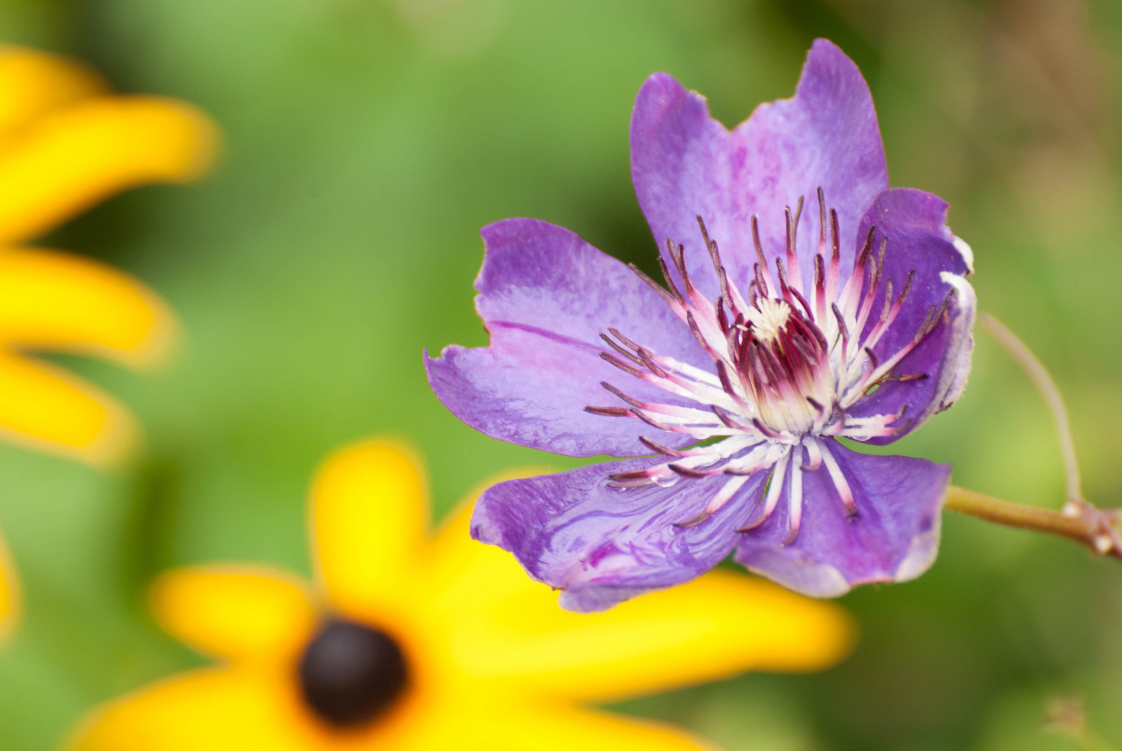 Clematis trotz Regen