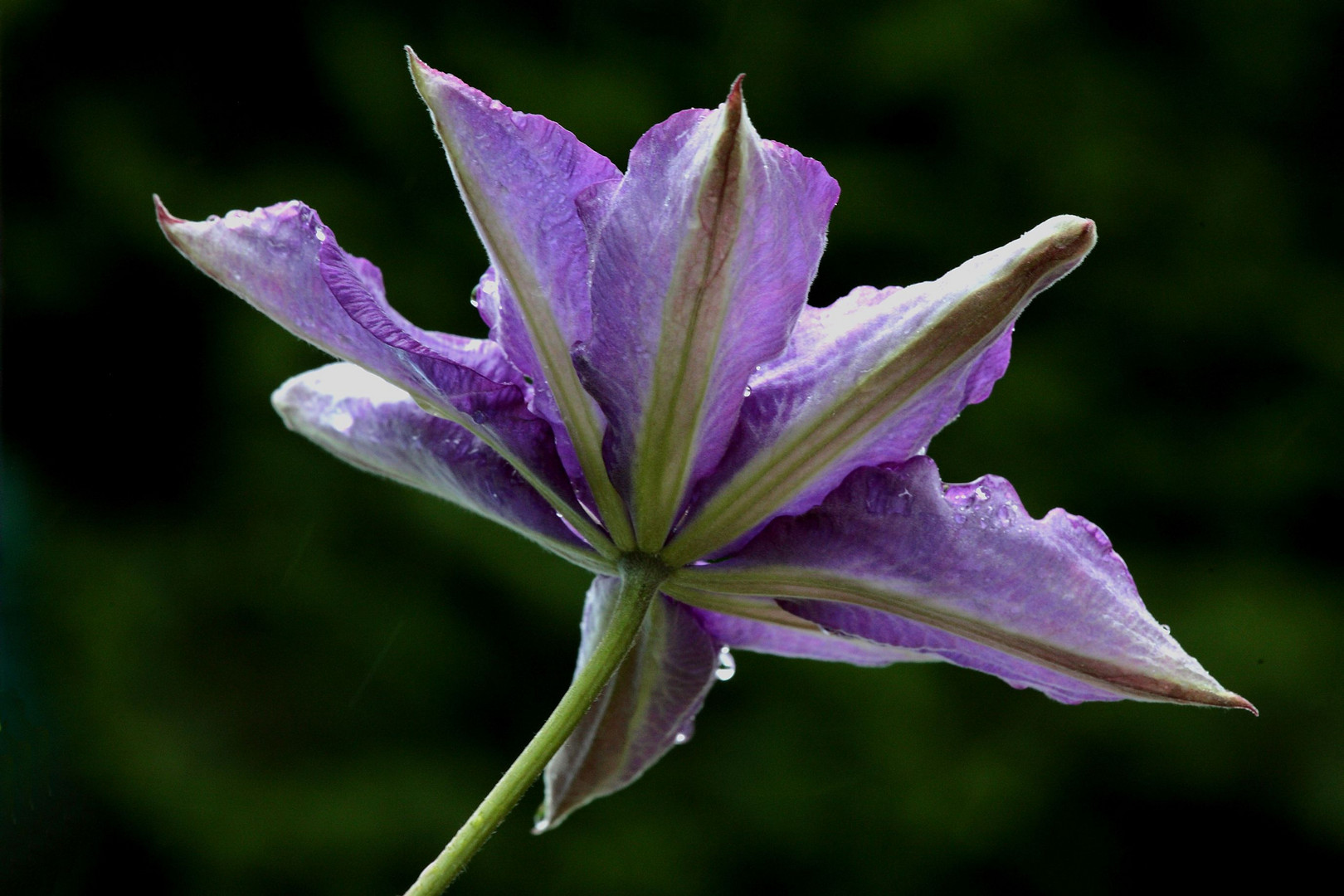 Clematis trotzt dem Regen