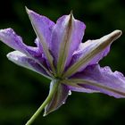 Clematis trotzt dem Regen