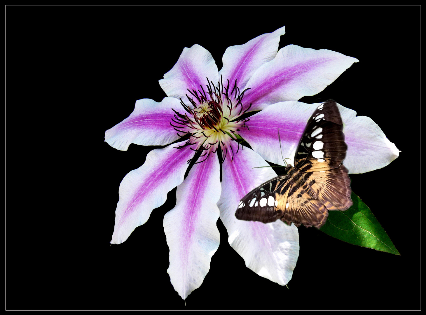 Clematis und Blauer Segler (Parthenos sylvia)