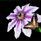 Clematis und Blauer Segler (Parthenos sylvia)