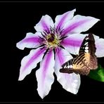 Clematis und Blauer Segler (Parthenos sylvia)