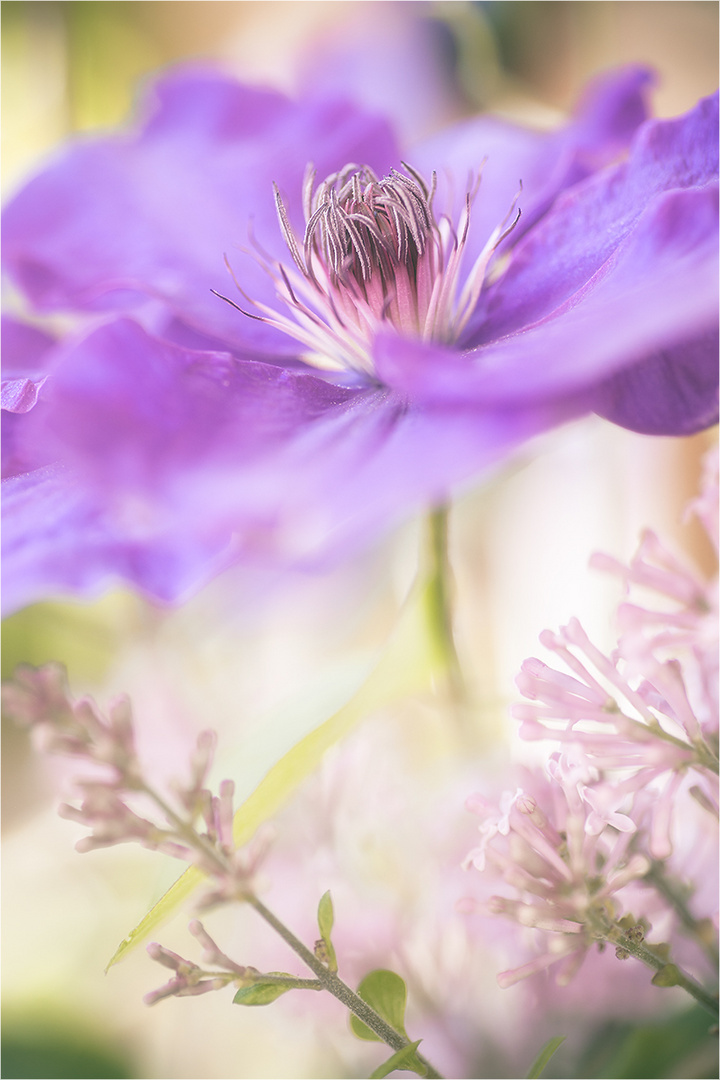 Clematis und Flieder