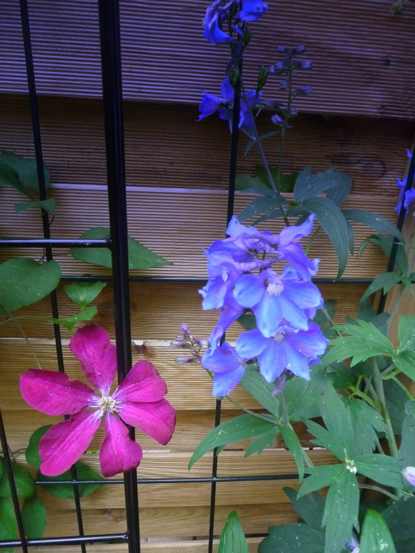 Clematis und Rittersporn