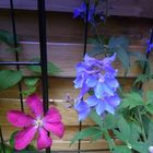 Clematis und Rittersporn