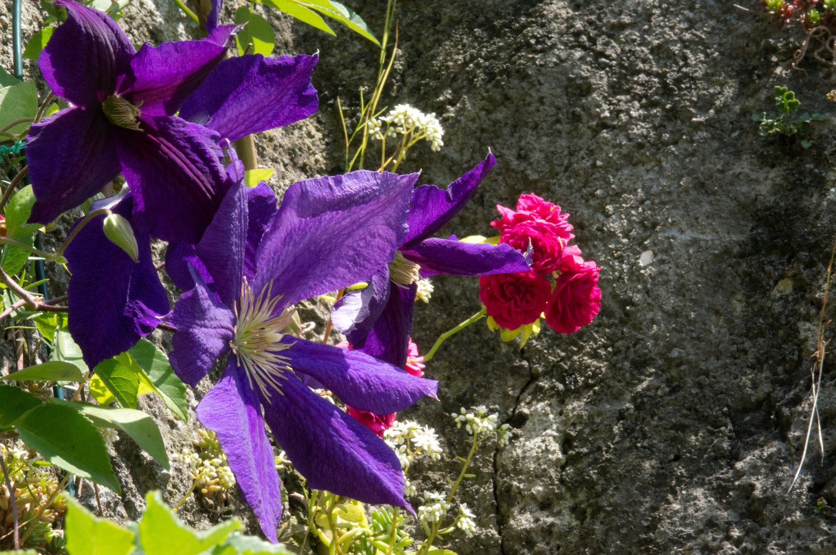 Clematis und Rose auf Mauer