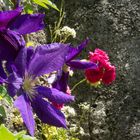 Clematis und Rose auf Mauer