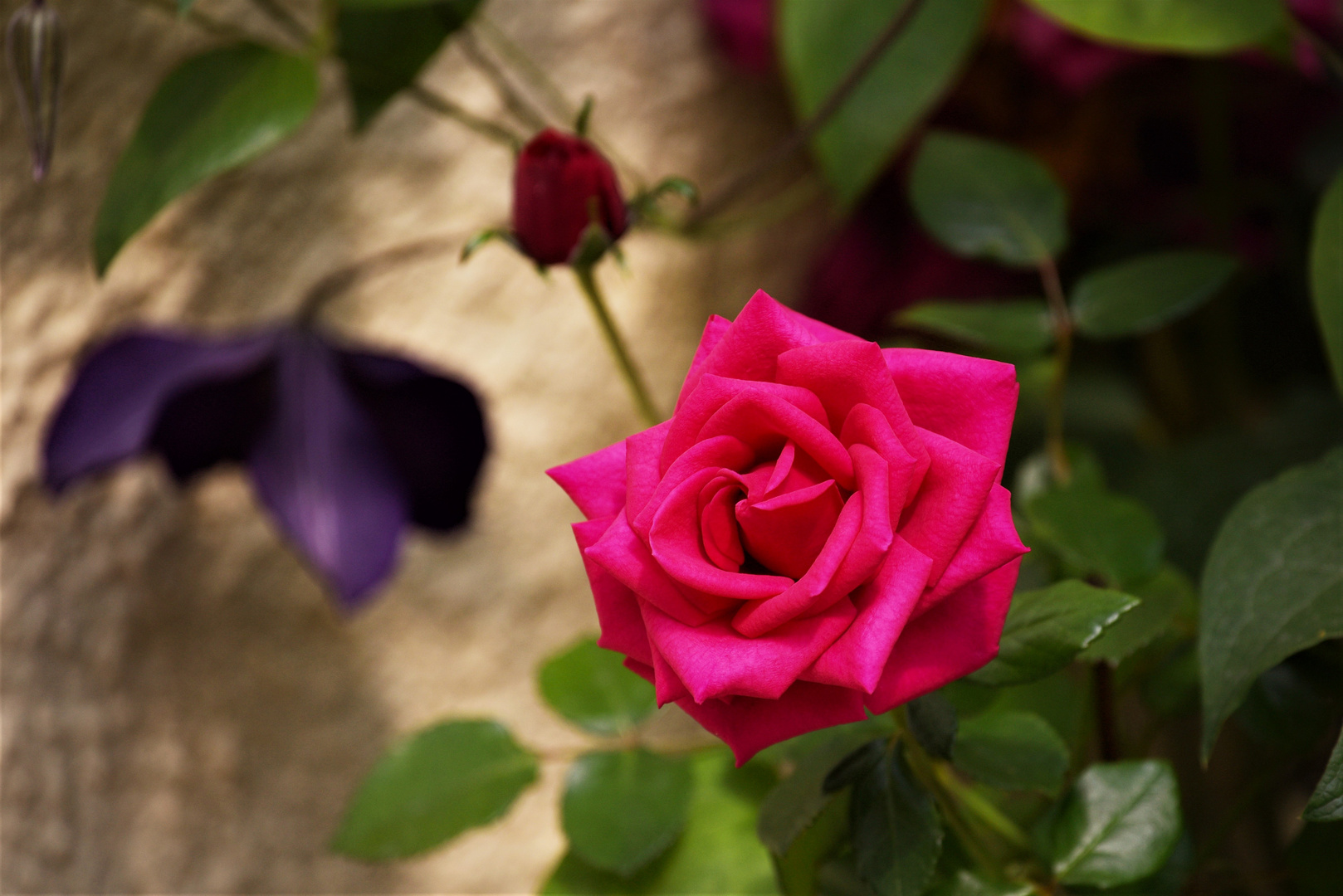 Clematis und Rosen