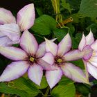 Clematis    V