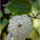 Clematis verblüht 