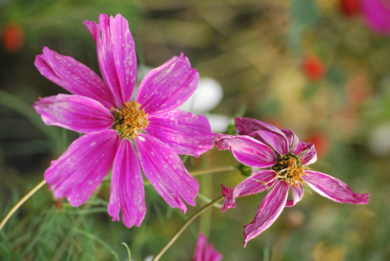 Clematis - verblüht