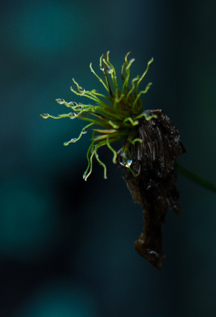 Clematis verblüht hinterm Teich... Foto & Bild fotos, spezial, natur
