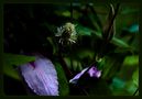 Clematis - Verfall von Addi Beck 